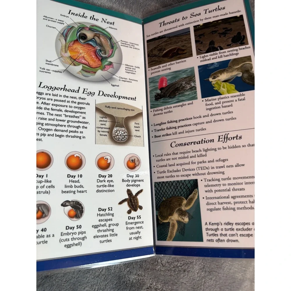 Sea Turtles of the Atlantic & Gulf of Mexico Waterproof‎ Guide Marine Life